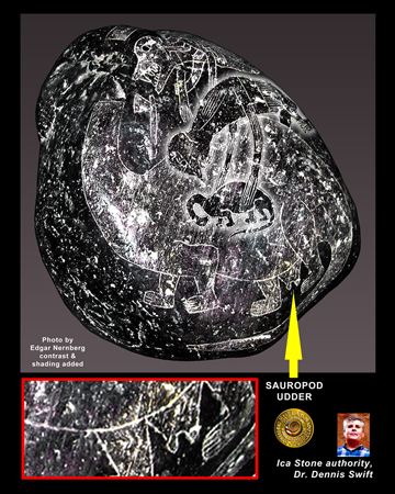 SAUROPOD-UDDER
